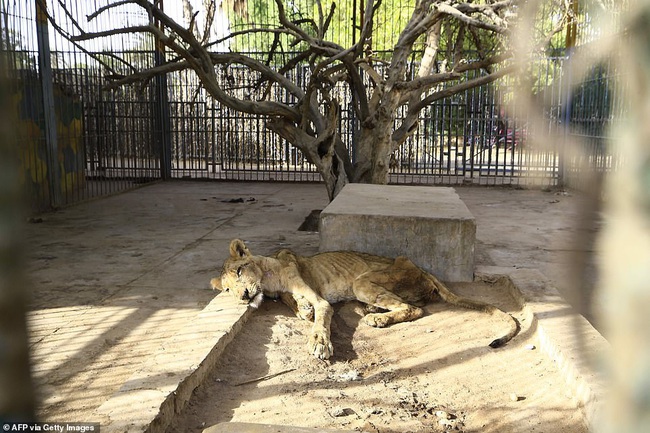 Xót xa hình ảnh &quot;chúa sơn lâm&quot; sư tử chỉ còn da bọc xương, đờ đẫn di chuyển trong vườn thú ở Châu Phi - Ảnh 8.