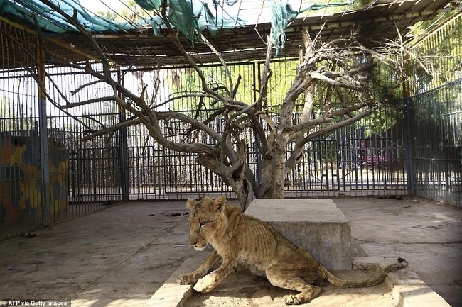 Xót xa hình ảnh &quot;chúa sơn lâm&quot; sư tử chỉ còn da bọc xương, đờ đẫn di chuyển trong vườn thú ở Châu Phi - Ảnh 6.