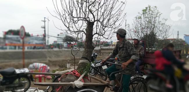 Phiên chợ quê cuối cùng của năm: Đào, Quất không bán được thì chủ hàng mang về chứ không bán tháo - Ảnh 5.