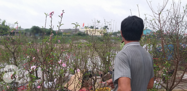 Phiên chợ quê cuối cùng của năm: Đào, Quất không bán được thì chủ hàng mang về chứ không bán tháo - Ảnh 9.