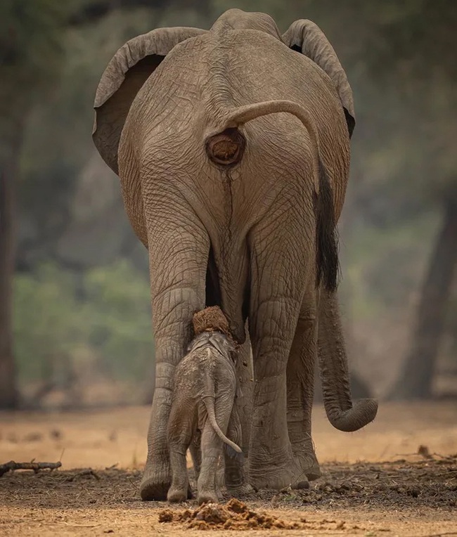 Khoảnh khắc oái oăm voi con bị voi mẹ &quot;đại tiện&quot; lên đầu và ý nghĩa sâu xa khiến nhiều người xúc động - Ảnh 2.
