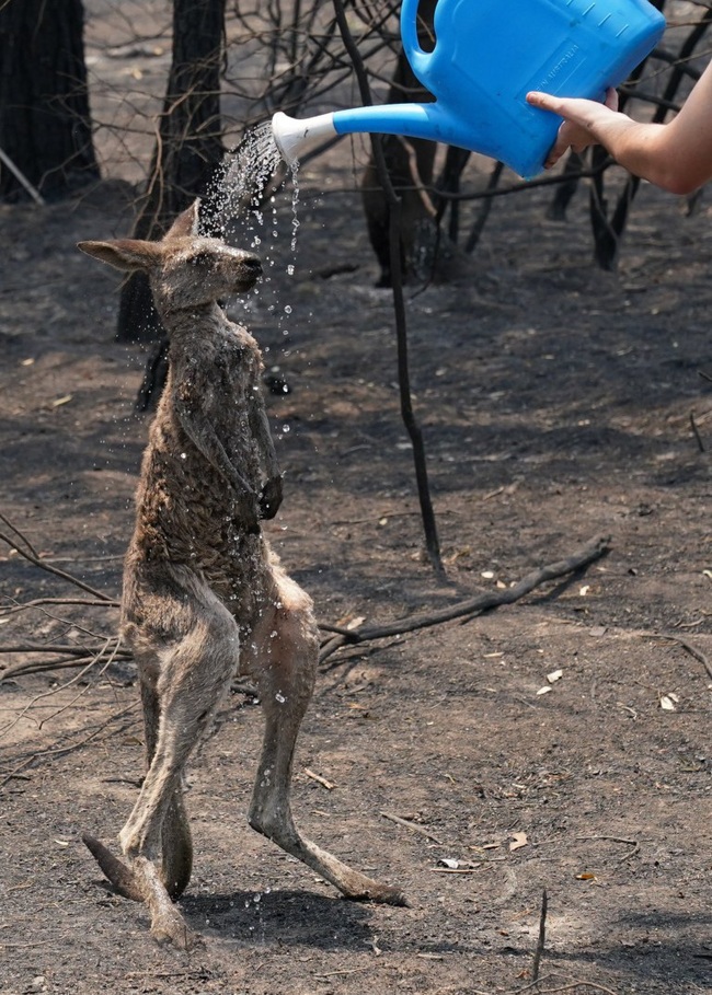 Khoảnh khắc chú chuột túi nhỏ mình đầy vết thương, ánh mắt cầu xin sự giúp đỡ sau thảm họa cháy rừng ở Úc gây chấn động - Ảnh 2.