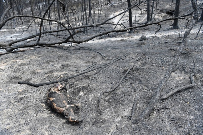 Khoảnh khắc chú chuột túi nhỏ mình đầy vết thương, ánh mắt cầu xin con người hãy giúp đỡ sau thảm họa cháy rừng ở Úc gây chấn động - Ảnh 4.