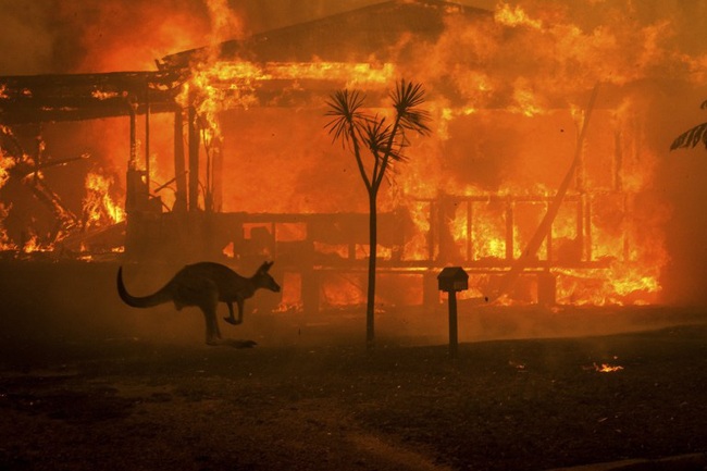 Khoảnh khắc chú chuột túi nhỏ mình đầy vết thương, ánh mắt cầu xin con người hãy giúp đỡ sau thảm họa cháy rừng ở Úc gây chấn động - Ảnh 3.