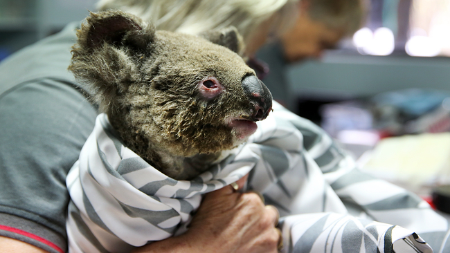 Chú chó anh hùng gây xôn xao cộng đồng mạng khi sở hữu siêu năng lực giúp giải cứu gấu koala gặp nạn trong thảm họa cháy rừng ở Úc - Ảnh 5.