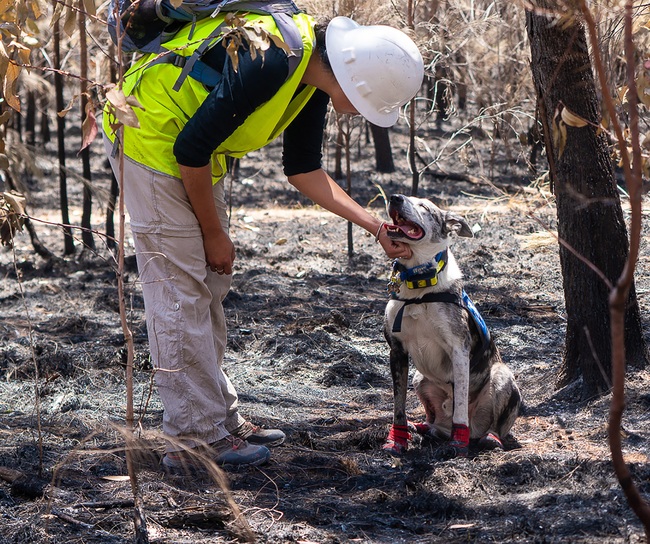 Chú chó anh hùng gây xôn xao cộng đồng mạng khi sở hữu &quot;siêu năng lực&quot; giúp con người giải cứu gấu koala gặp nạn trong thảm họa cháy rừng ở Úc - Ảnh 4.