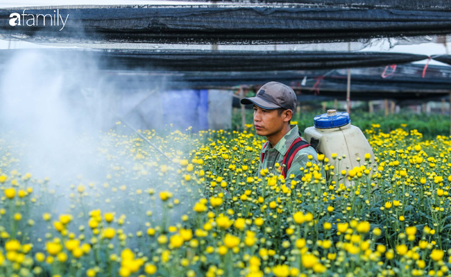 Hoa bung nở trước Tết, người dân Tây Tựu thấp thỏm lo không có Tết - Ảnh 2.