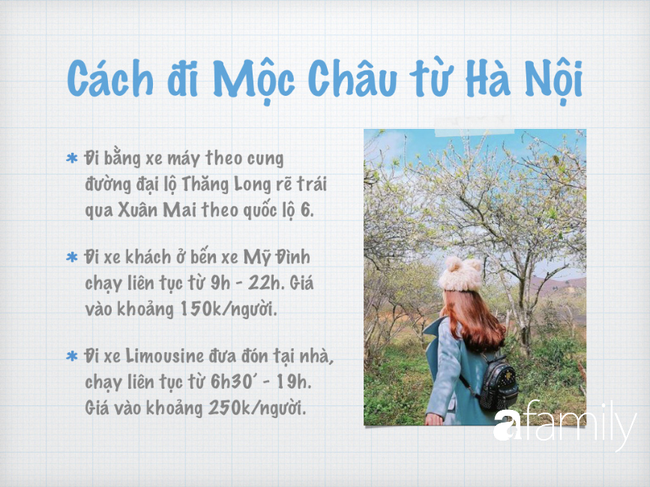 Ghen tị Đà Lạt có mai anh đào, đừng lo vì các chị em ở miền Bắc có thể đến ngay Mộc Châu ngắm hoa mận, hoa mơ nở trắng trời  - Ảnh 8.