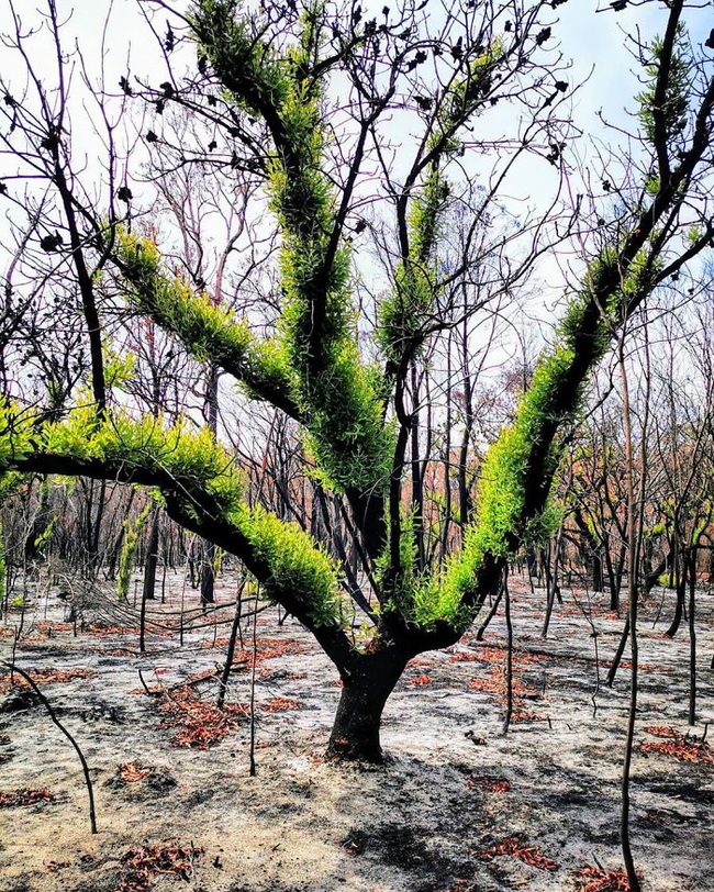 Sau nhiều tháng chìm trong biển lửa, những mầm xanh của sự sống đang trở lại với những cánh rừng nước Úc - Ảnh 11.