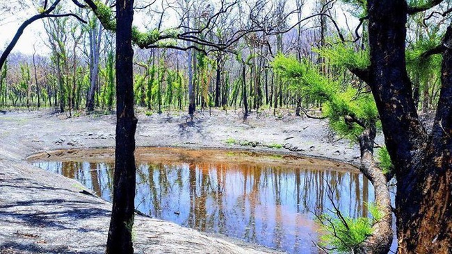 Sau nhiều tháng chìm trong biển lửa, những mầm xanh của sự sống đang trở lại với những cánh rừng nước Úc - Ảnh 18.