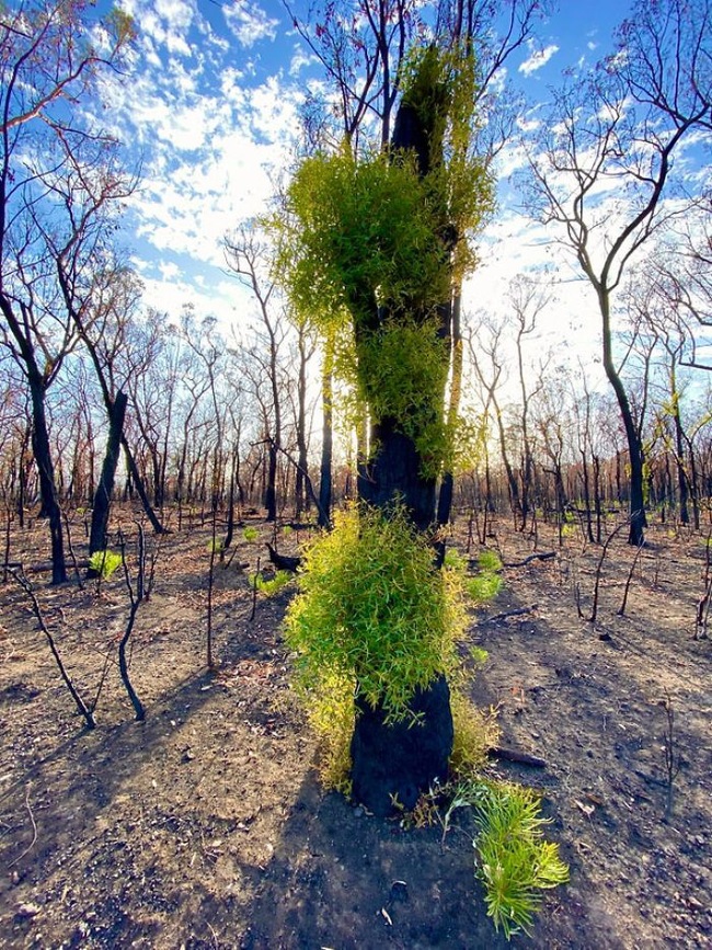 Sau nhiều tháng chìm trong biển lửa, những mầm xanh của sự sống đang trở lại với những cánh rừng nước Úc - Ảnh 9.