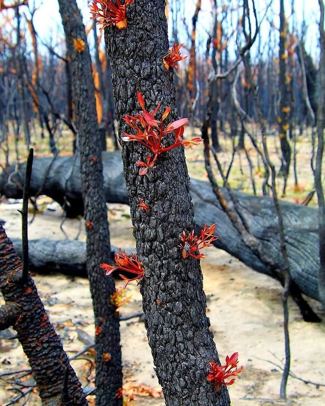 Sau nhiều tháng chìm trong biển lửa, những mầm xanh của sự sống đang trở lại với những cánh rừng nước Úc - Ảnh 10.