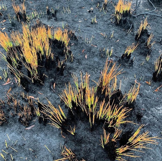 Sau nhiều tháng chìm trong biển lửa, những mầm xanh của sự sống đang trở lại với những cánh rừng nước Úc - Ảnh 23.
