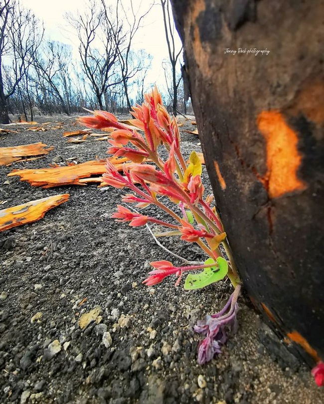 Sau nhiều tháng chìm trong biển lửa, những mầm xanh của sự sống đang trở lại với những cánh rừng nước Úc - Ảnh 17.