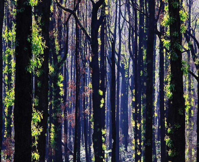 Sau nhiều tháng chìm trong biển lửa, những mầm xanh của sự sống đang trở lại với những cánh rừng nước Úc - Ảnh 8.