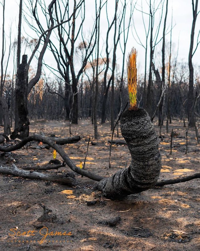 Sau nhiều tháng chìm trong biển lửa, những mầm xanh của sự sống đang trở lại với những cánh rừng nước Úc - Ảnh 16.