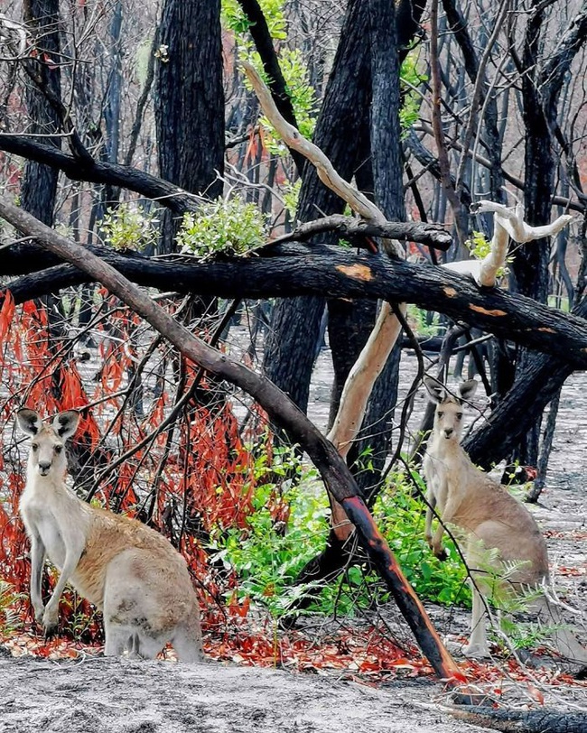 Sau nhiều tháng chìm trong biển lửa, những mầm xanh của sự sống đang trở lại với những cánh rừng nước Úc - Ảnh 5.