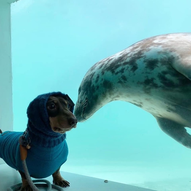 Chó xúc xích và chó biển: Xem những hình ảnh vui nhộn của chú chó xúc xích và chó biển trong hình này. Sự khác biệt về kích thước và hình dáng giữa hai giống chó này sẽ khiến bạn vô cùng thích thú. Hãy xem chúng cùng nhau để tận hưởng khoảnh khắc thư giãn đầy tiếng cười.