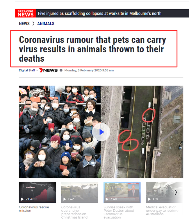 Nhiều chó, mèo ở Trung Quốc bị ném chết do tin đồn virus corona có thể lây truyền qua vật nuôi - Ảnh 1.