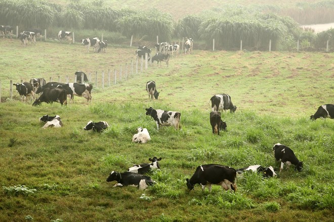 Mộc Châu Milk không chỉ là thương hiệu sữa của mọi nhà mà còn khiến các bà mẹ bỉm sữa yêu thích - Ảnh 1.