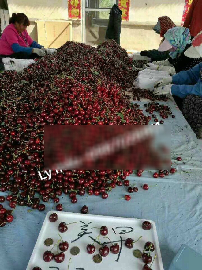 Chị em đổ xô mua cherry Trung Quốc giá chỉ 120.000 đồng/kg trên chợ online - Ảnh 2. Chị em đổ xô mua cherry Trung Quốc giá chỉ 120.000 đồng/kg trên chợ online - Ảnh 2.