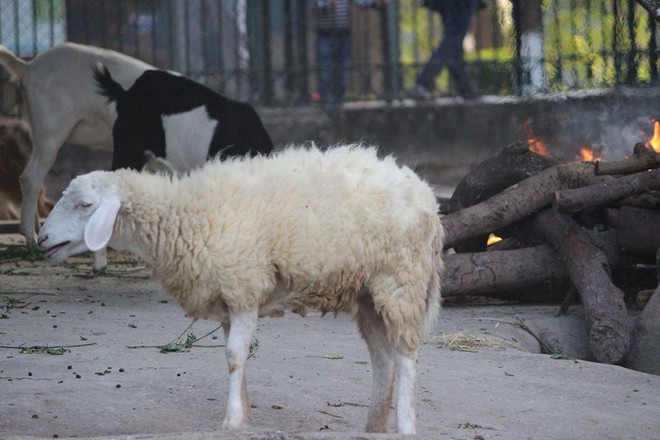 Bật máy sưởi, đốt lửa để giữ ấm cho động vật quý hiếm ở Vườn thú Hà Nội - Ảnh 5.