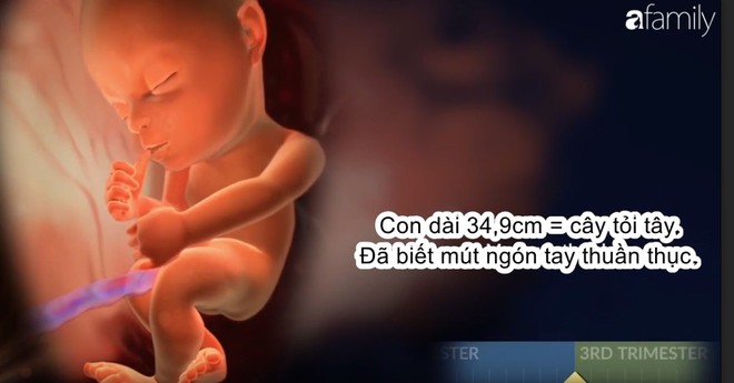 Kinh ngạc trước sự phát triển mạnh mẽ của em bé trong 3 tháng giữa thai kì - Ảnh 3.