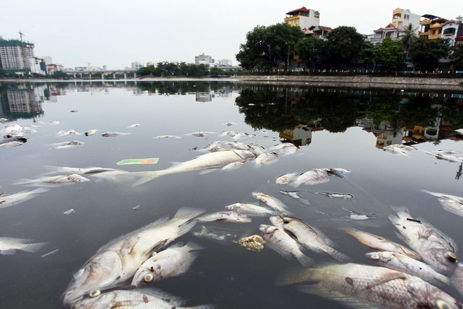 Hà Nội: Cá lại chết, nổi trắng mặt hồ Hoàng Cầu - Ảnh 2.