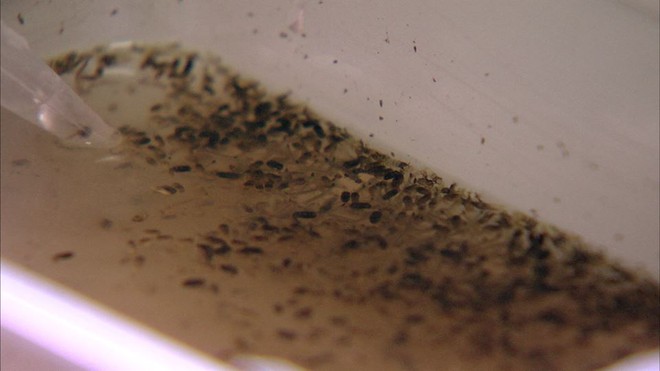 Việt Nam nuôi thử nghiệm loại muỗi làm ức chế muỗi gây sốt xuất huyết - Ảnh 4.