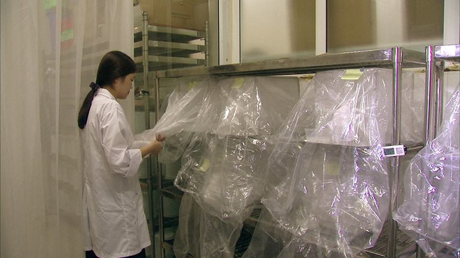 Việt Nam nuôi thử nghiệm loại muỗi làm ức chế muỗi gây sốt xuất huyết - Ảnh 2.
