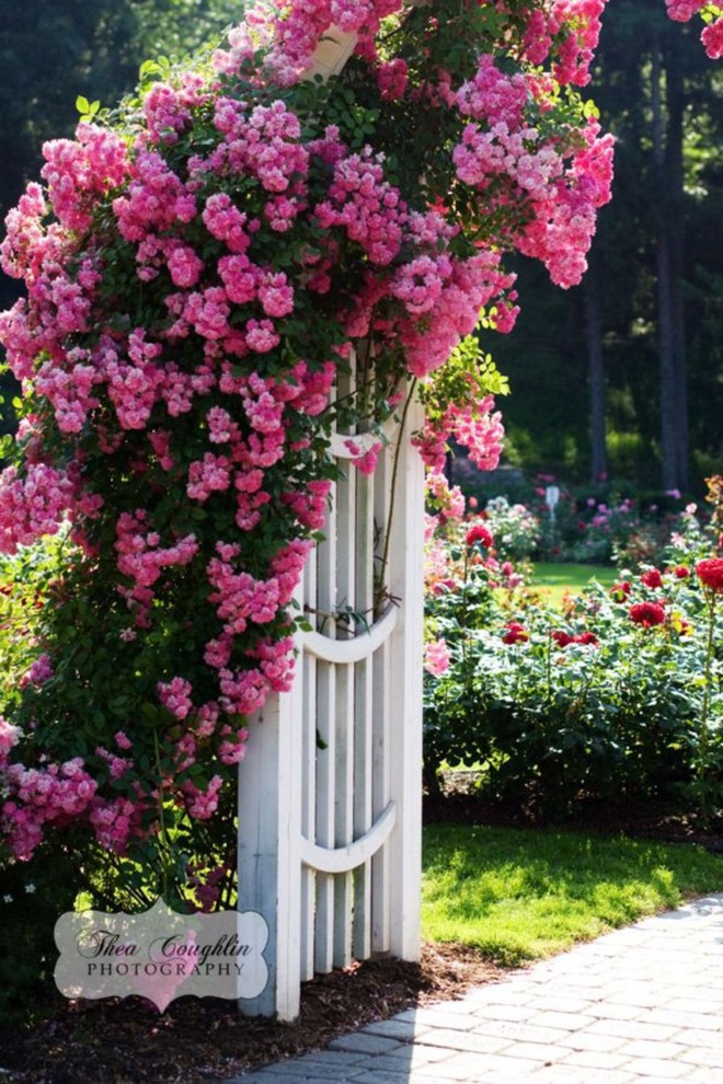 Chiêm ngưỡng vẻ đẹp lộng lẫy của những chiếc cổng nhà tràn ngập hoa - Ảnh 13.