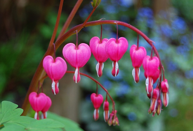 Mê mẩn trước vẻ quyến rũ của loài hoa tuyệt đẹp nhưng mang dáng hình trái tim tan vỡ - Ảnh 1.