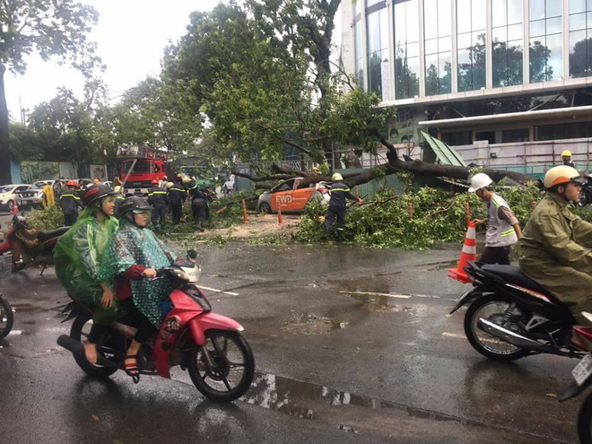 TP.HCM: Mưa lớn, xà cừ bật gốc đè bẹp ô tô khiến một phụ nữ bị thương nặng - Ảnh 3.