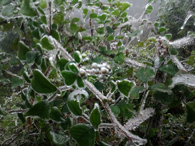 Thông tin hot gây thích thú nhất trong ngày: mùa đông về sớm tại Sapa và Fansipan khi xuất hiện hiện tượng băng giá - Ảnh 8.