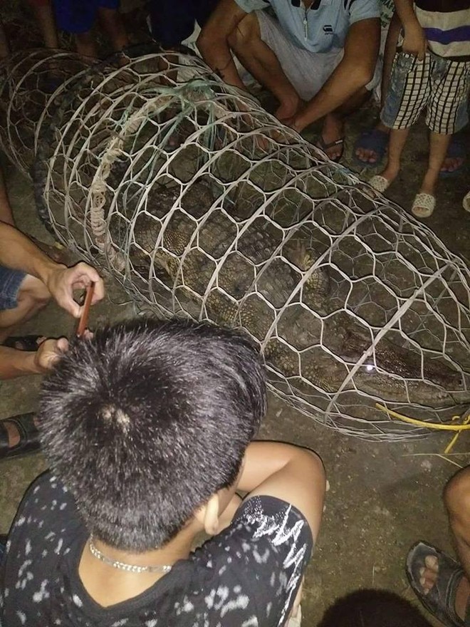 Hà Nội: Người dân bất ngờ bắt được cá sấu nặng hơn 30kg trên sông - Ảnh 1.