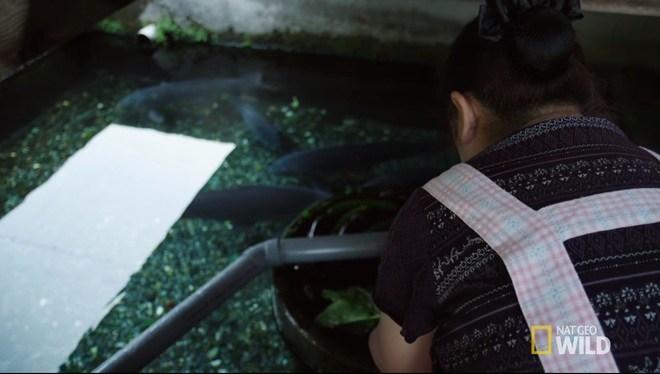 Ở Nhật, người ta có thể rửa bát, rửa rau ngay ở hồ cá trong nhà, bí quyết là nhờ… - Ảnh 2.