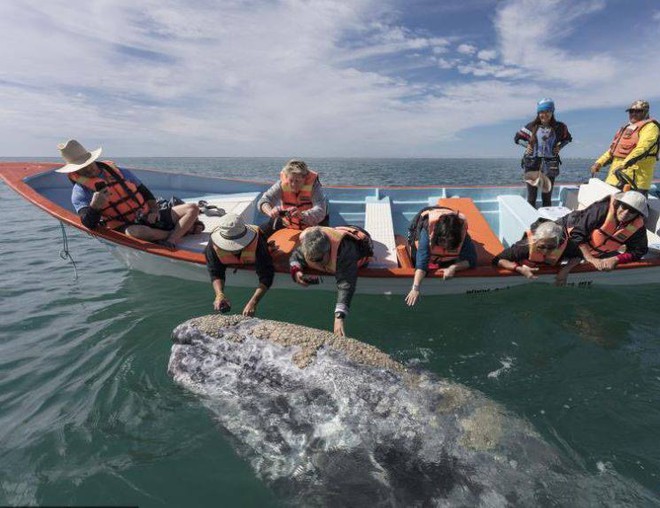 Hình ảnh cực lạ, cá voi khổng lồ ngoi lên mặt nước để được du khách vuốt ve - Ảnh 8.