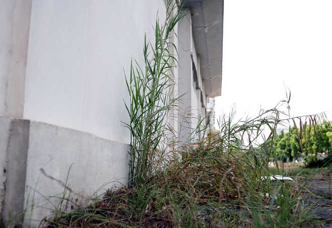 Cận cảnh chung cư xây xong bỏ hoang 10 năm, cây cỏ mọc như rừng giữa Hà Nội - Ảnh 8.