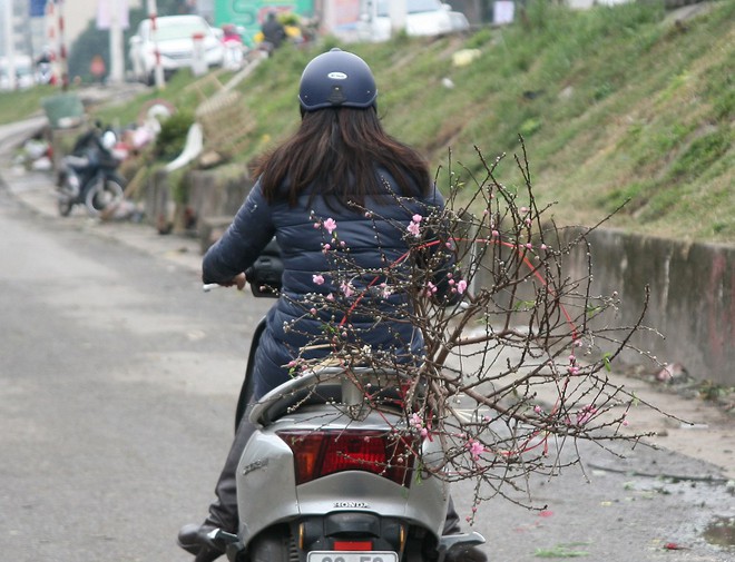450 ngàn đồng/cành đào nở sớm, người Hà Nội mua chơi Tết Dương lịch - Ảnh 11. 450 ngàn đồng/cành đào nở sớm, người Hà Nội mua chơi Tết Dương lịch - Ảnh 11.