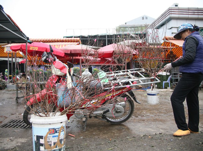 450 ngàn đồng/cành đào nở sớm, người Hà Nội mua chơi Tết Dương lịch - Ảnh 8. 450 ngàn đồng/cành đào nở sớm, người Hà Nội mua chơi Tết Dương lịch - Ảnh 8.