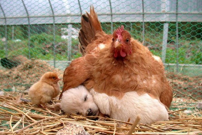Những hình ảnh hài hước chứng minh gà mới đích thị là mẹ muôn loài - Ảnh 1.