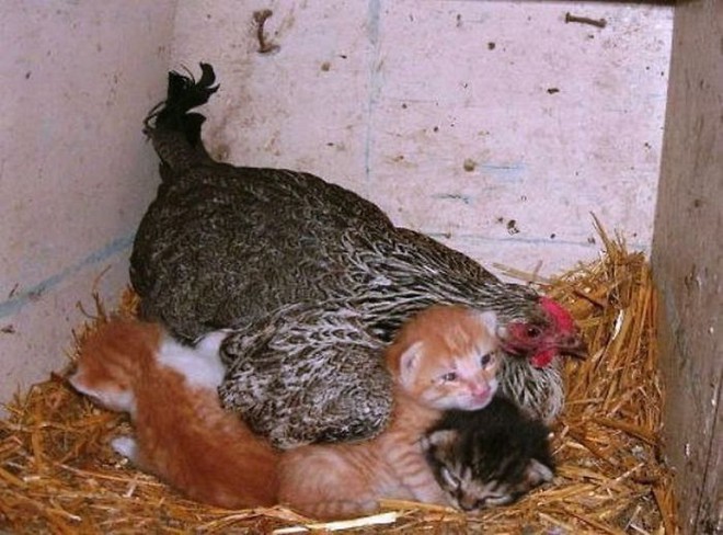 Những hình ảnh hài hước chứng minh gà mới đích thị là mẹ muôn loài - Ảnh 3.