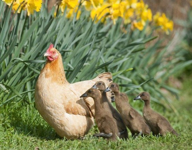 Những hình ảnh hài hước chứng minh gà mới đích thị là mẹ muôn loài - Ảnh 5.
