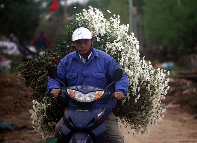 Hà Nội: Bất chấp trời lạnh, nhiều người vẫn ùn ùn kéo đến thả dáng với cúc họa mi - Ảnh 14. Hà Nội: Bất chấp trời lạnh, nhiều người vẫn ùn ùn kéo đến thả dáng với cúc họa mi - Ảnh 14.