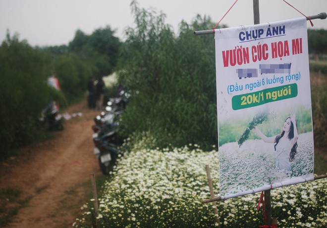 Hà Nội: Bất chấp trời lạnh, nhiều người vẫn ùn ùn kéo đến thả dáng với cúc họa mi - Ảnh 12. Hà Nội: Bất chấp trời lạnh, nhiều người vẫn ùn ùn kéo đến thả dáng với cúc họa mi - Ảnh 12.