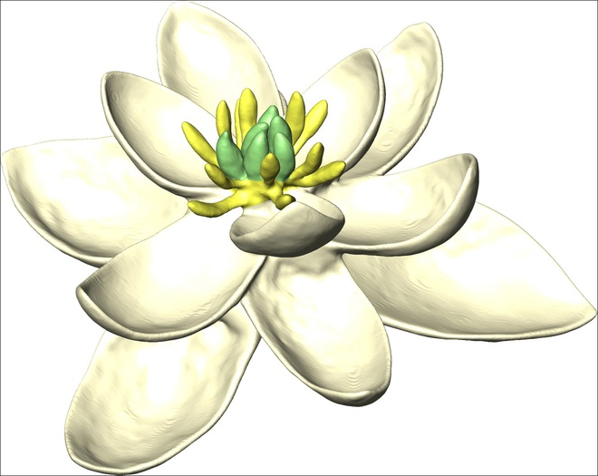 Cuối cùng chúng ta cũng biết được hình dáng của bông hoa đầu tiên xuất hiện trên Trái đất - Ảnh 2.