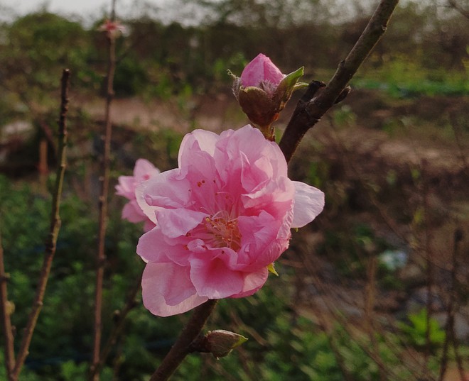 Đột nhập vườn đào Nhật Tân, ngắm hoa đào nở sớm, đẹp lung linh dưới nắng đông dù Tết còn 2 tháng - Ảnh 4.