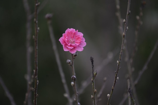 Đột nhập vườn đào Nhật Tân, ngắm hoa đào nở sớm, đẹp lung linh dưới nắng đông dù Tết còn 2 tháng - Ảnh 9.