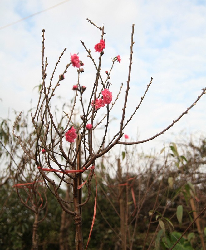 Đột nhập vườn đào Nhật Tân, ngắm hoa đào nở sớm, đẹp lung linh dưới nắng đông dù Tết còn 2 tháng - Ảnh 7.