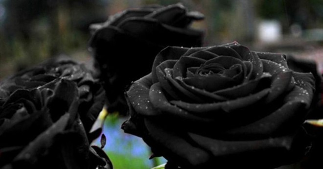 Xôn xao loài hoa hồng đen cực quý hiếm, chỉ trồng được ở duy nhất 1 ngôi làng - Ảnh 1.